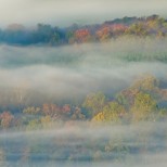 Forest in Mist