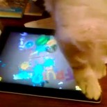 Fruit ninja cat