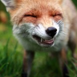 Funny fox 1