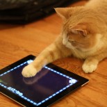 cat ipad