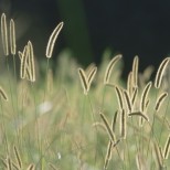 Bristle Grass