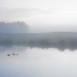 Ducks on a Misty Pond1