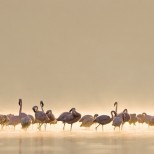 Flamingos