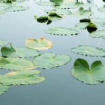 Floating Leaves