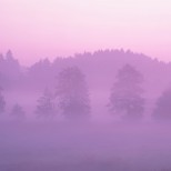 Pink Forest