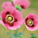 Poppies